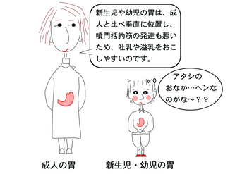 小児の胃.png